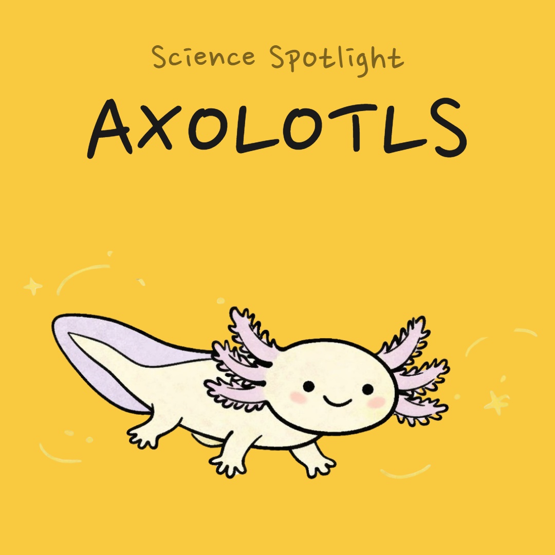 Axolotls